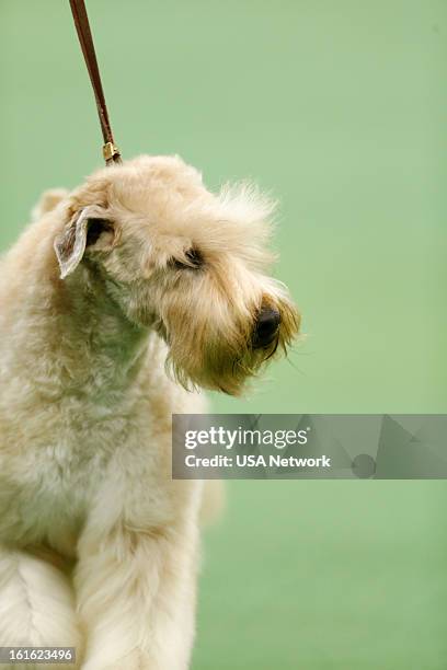 The 137th Annual Westminster Kennel Club Dog Show" at Madison Square Garden in New York City on Monday, February 11, 2013 -- Pictured: Soft Coated...