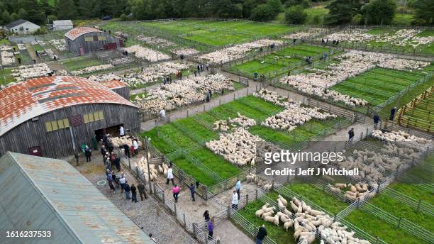 In this aerial view farmers gather at the Lairg auction, for the great sale of lambs on August 15, 2023 in Lairg, Scotland. Renowned as one of the...