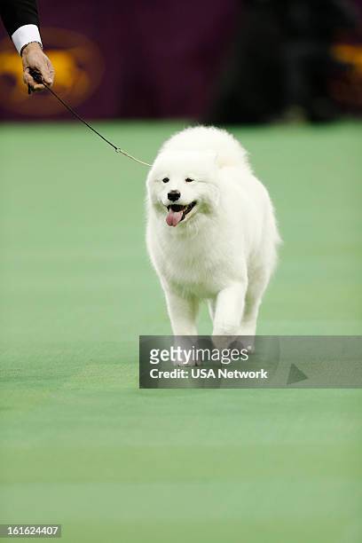 The 137th Annual Westminster Kennel Club Dog Show" at Madison Square Garden in New York City on Monday, February 11, 2013 -- Pictured: Samoyeda --