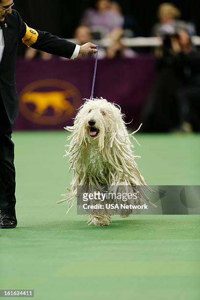 The 137th Annual Westminster Kennel Club Dog Show" at Madison Square Garden in New York City on Monday, February 11, 2013 -- Pictured: Komondor --