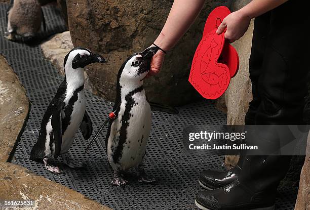 Biologist Crystal Crimbchin hands out Valentine's Day cards to African Penguins at the California Academy of Sciences on February 13, 2013 in San...