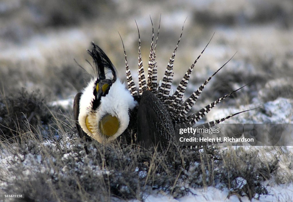 GUNNISON, COLORADO, APRIL 11, 2007- During the March to May mating season, Gunnison Sage Grouse males display their filoplumes (topknot), bulging air sacs, white breasts and spiky tail feathers. Their exotic attire and spectacular display draws the attent
