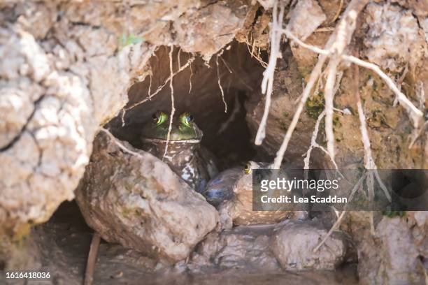 toad cave - salton sea stock pictures, royalty-free photos & images