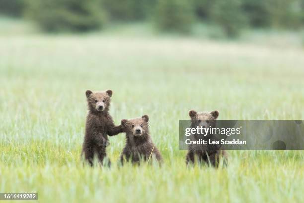 three bear cubs - bear cub stock pictures, royalty-free photos & images