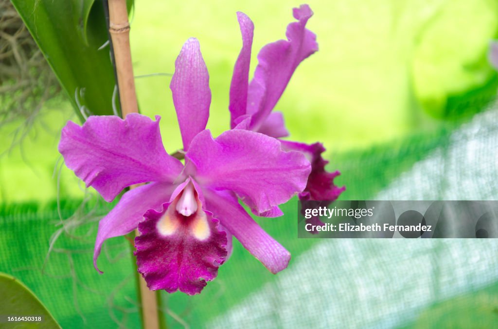 Guaria morada (Guarianthe skinneri) orchids