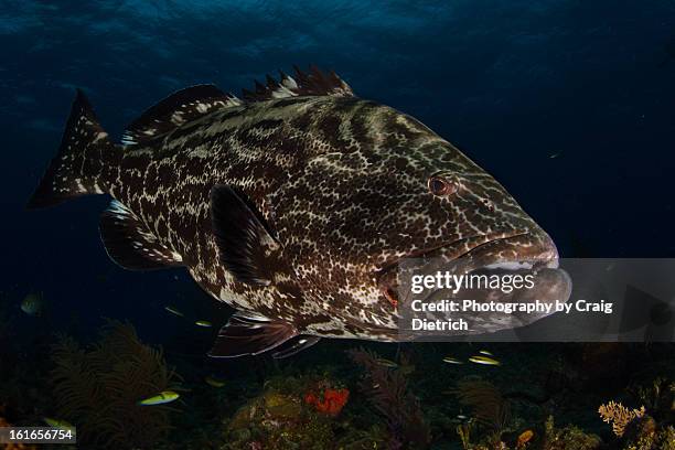 Big Boy, Foto stock