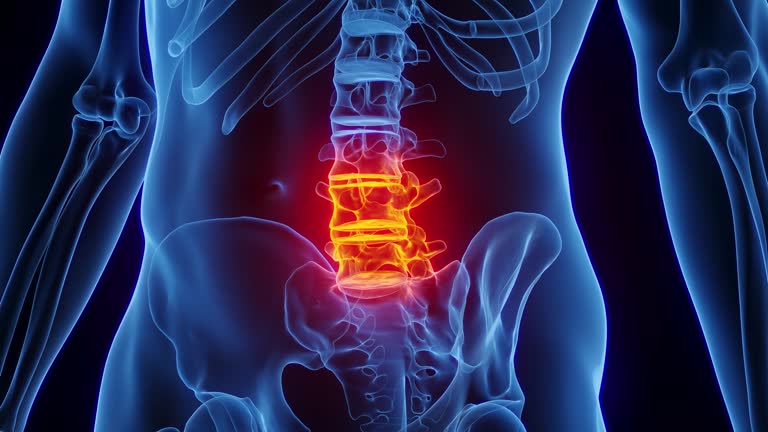 Lower Back 76 Lower Back Anatomy Images Stock Videos, Footage, & 4K Video Clips ...