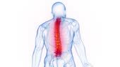 Animation Of Inflammation Of A Mans Entire Backbone - 4K stock video ...