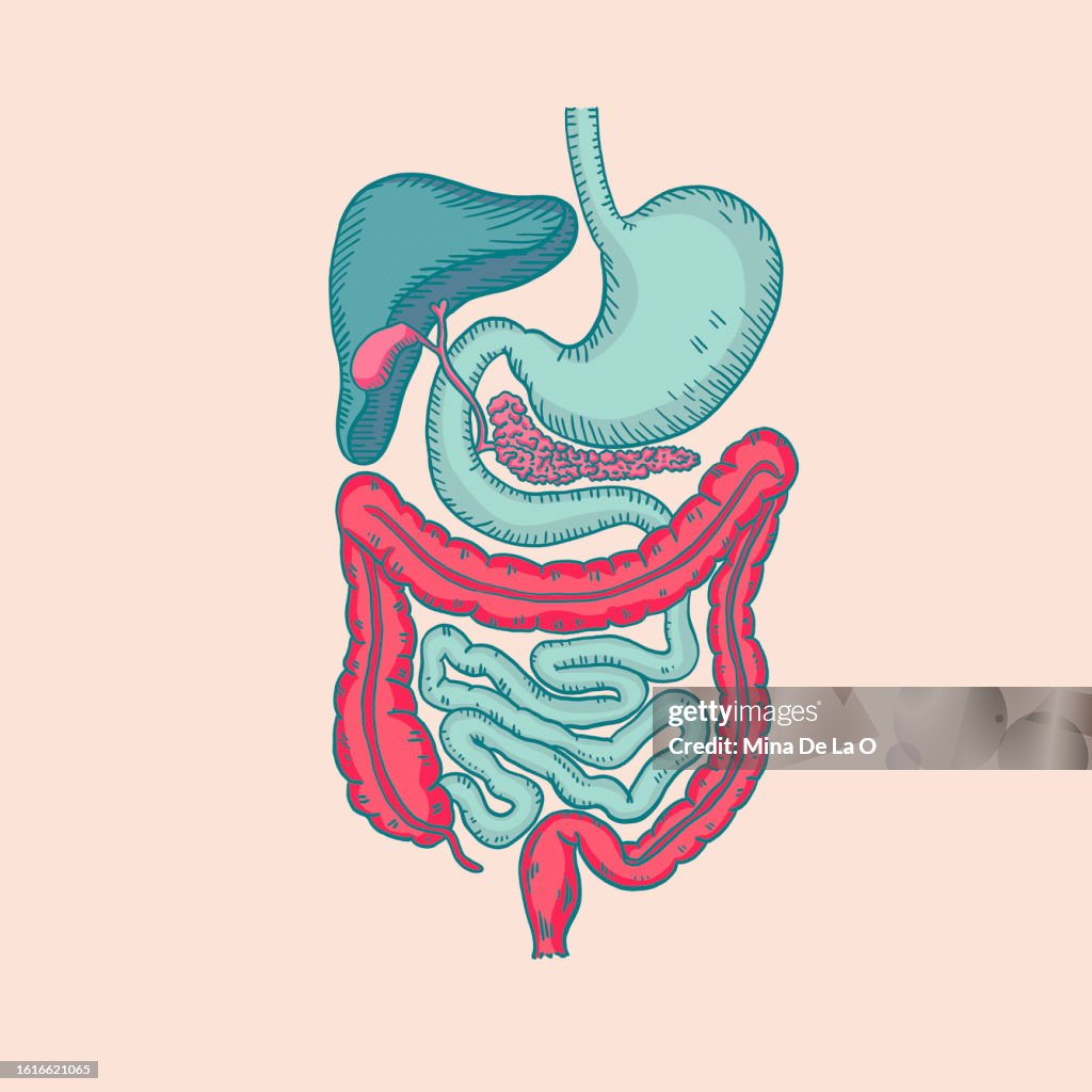 Stomach