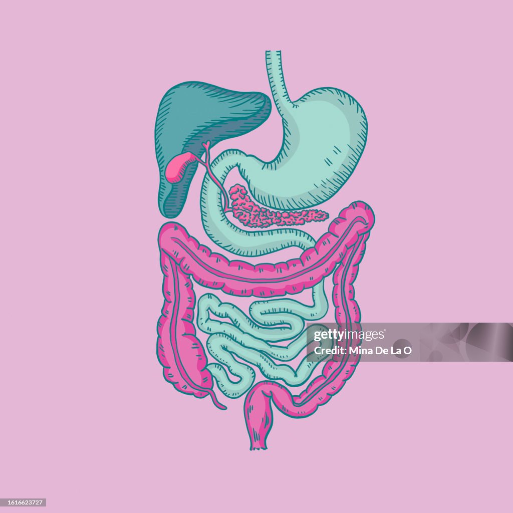 Stomach