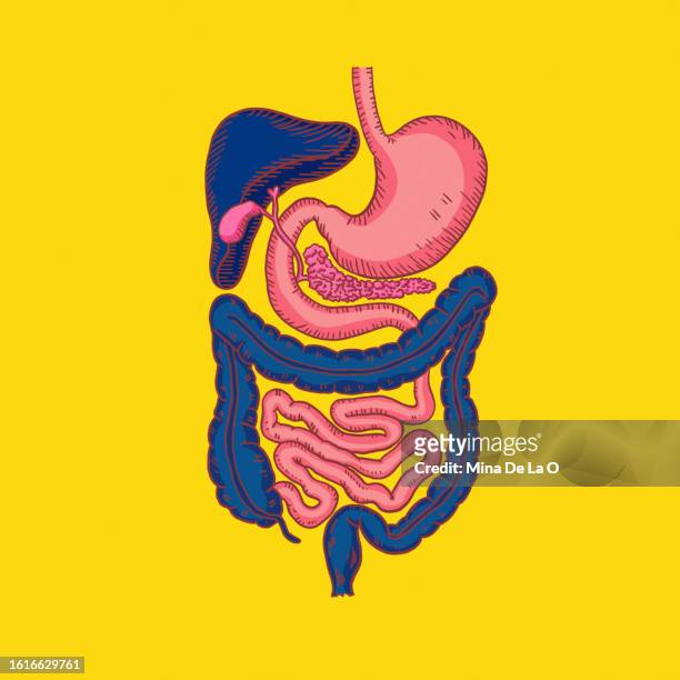 stomach - ghiandola intestinale foto e immagini stock