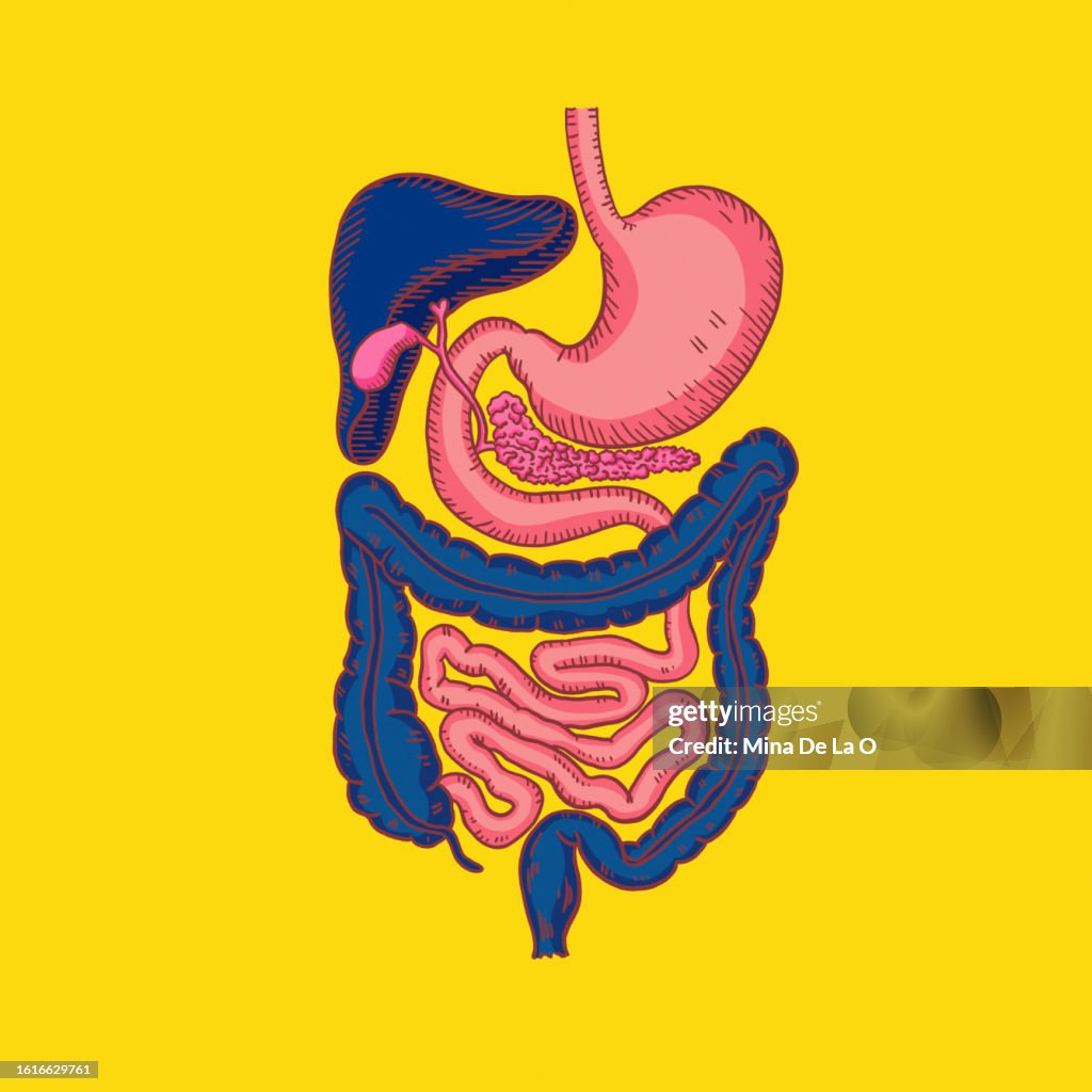 Stomach
