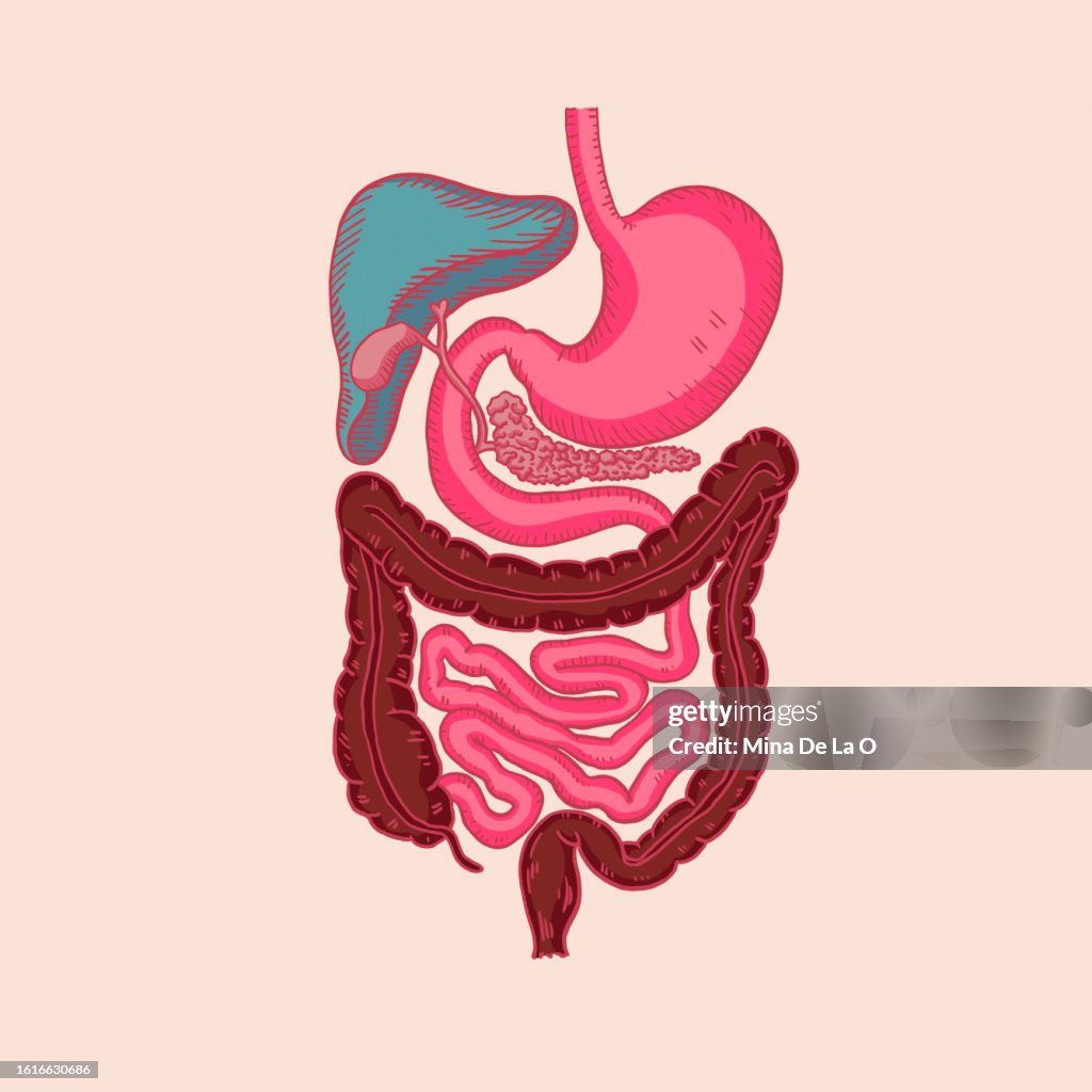 Stomach