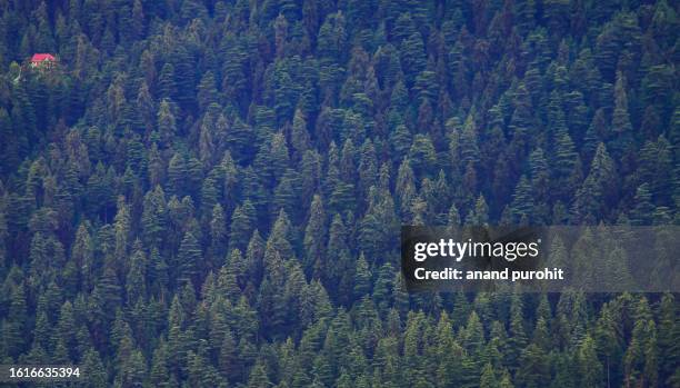 woodland - himachal pradesh stock pictures, royalty-free photos & images