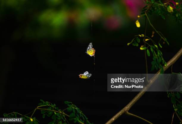 An Indian Jezebel or common Jezebel couples one butterfly is caught in a spider's web hanging from a Moringa tree while its mate circles around,...