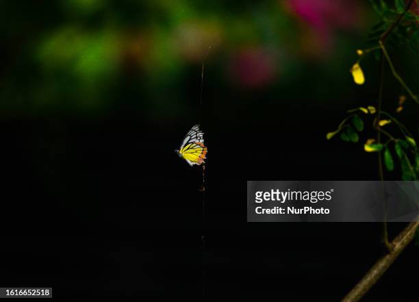 An Indian Jezebel or common Jezebel couples one butterfly is caught in a spider's web hanging from a Moringa tree while its mate circles around,...