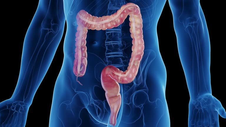 Animated Appendix 66 Appendix Organ Stock Videos, Footage, & 4K Video Clips - Getty Images