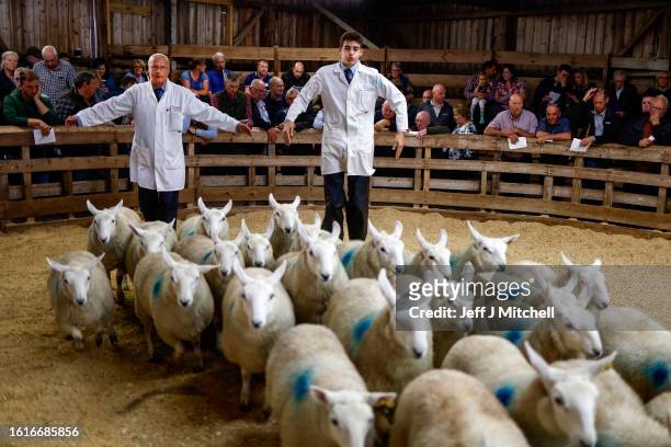 Sheep for auction at Lairg auction for the great sale of lamb on August 15, 2023 in Lairg, Scotland. Renowned as one of the biggest one-day livestock...