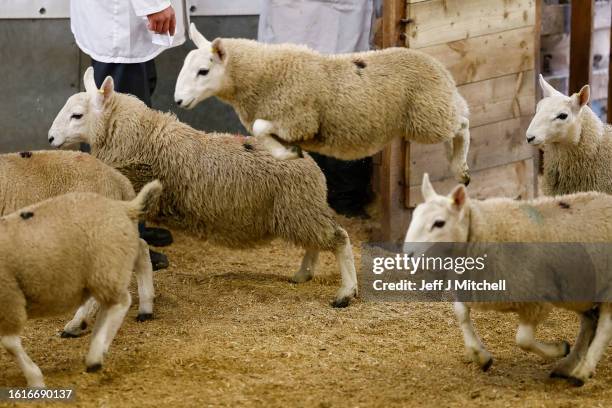 Sheep for auction at Lairg auction for the great sale of lamb on August 15, 2023 in Lairg, Scotland. Renowned as one of the biggest one-day livestock...