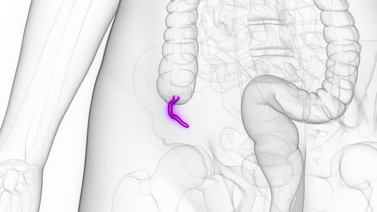 Animated Appendix Appendix Videos and HD Footage - Getty Images