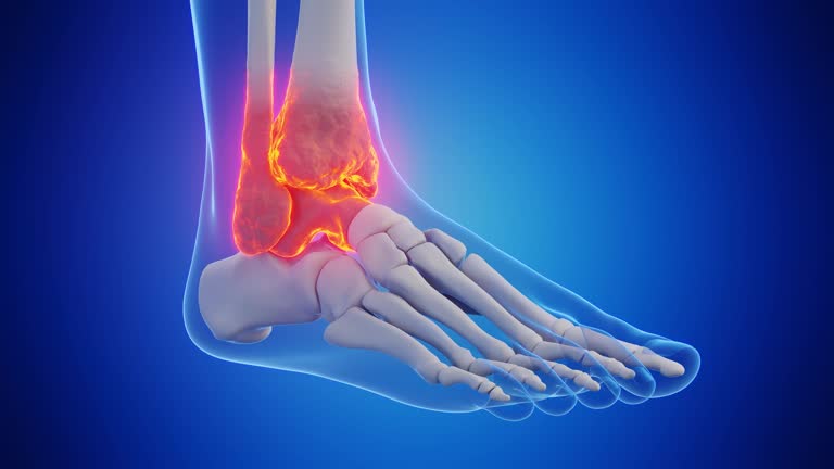 Tibia Animation 83 Tibia Fibula Anatomy Stock Videos, Footage, & 4K Video Clips - Getty ...