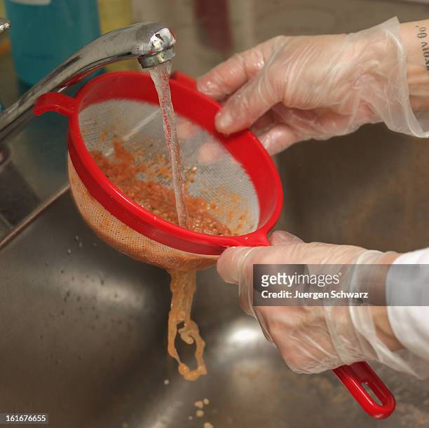 Laboratory technician at the Rhein-Ruhr-Wupper Chemical and Veterinarian Analysis Agency extracts a sample from a package of ready-made lasagne to...