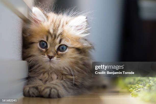 persian kitten lying against wall - persian wall art stock-fotos und bilder