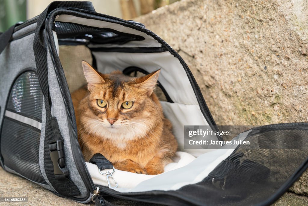 Cat In Carrying Bag
