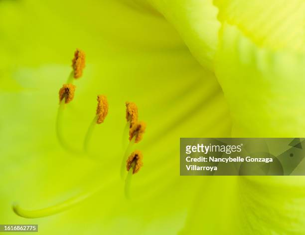 yellow daylily flower - taglilie stock-fotos und bilder