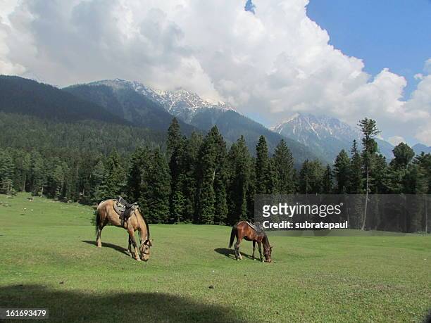 baisaran valley - pahalgam stock pictures, royalty-free photos & images