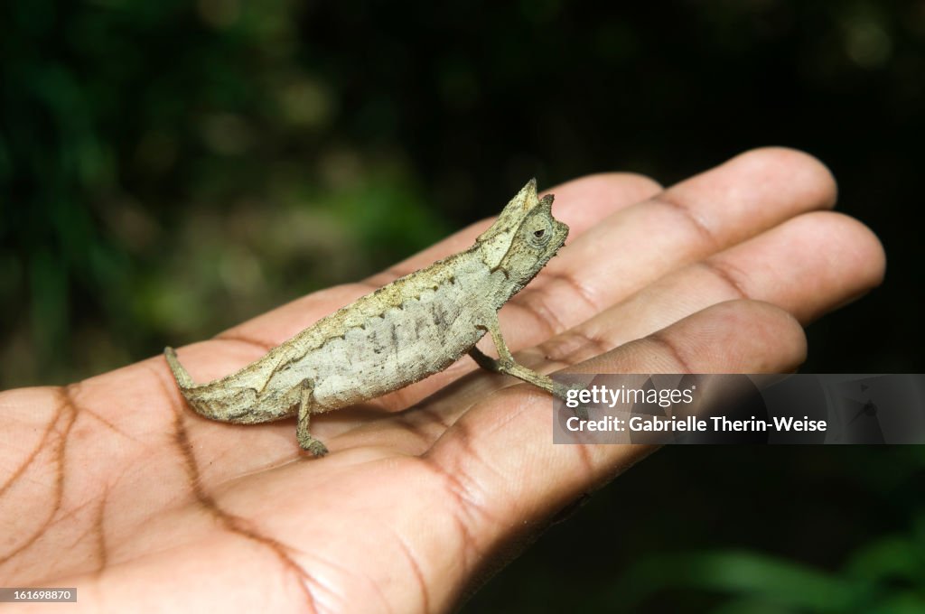 Pygmy Leaf Chameleon