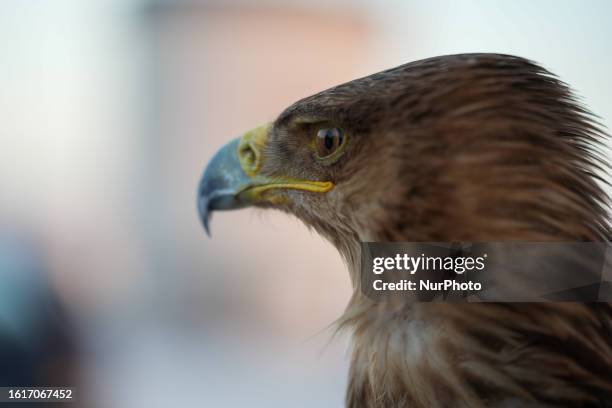 Man raises a group of predatory birds, including eagles, standing in front of his car on a public street in the city of Dana, Idlib, on august 21,...