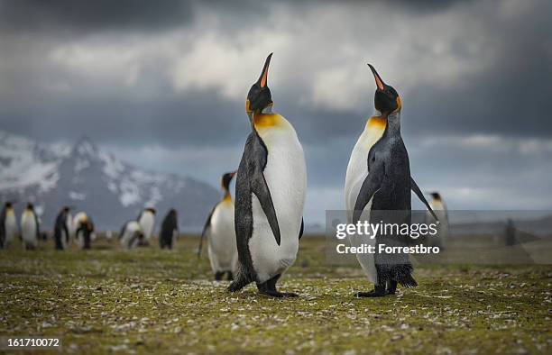 king penguin - king penguin stock pictures, royalty-free photos & images