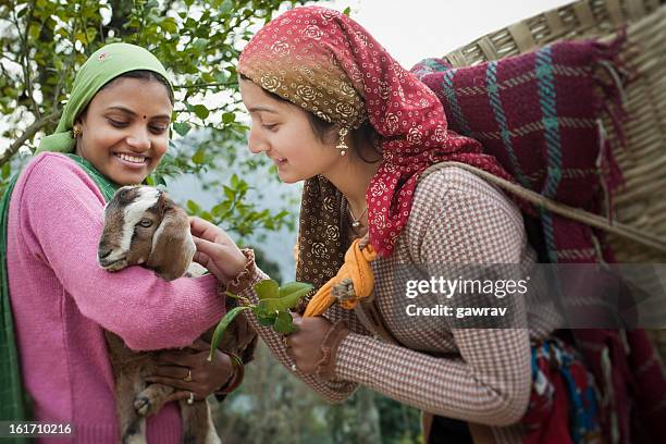 people of himachal pradesh: beautiful young women with goat kid - himachal pradesh stock pictures, royalty-free photos & images