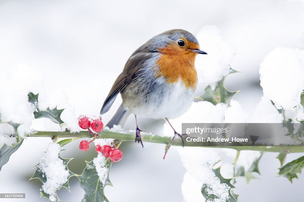 Festive Robin Scene