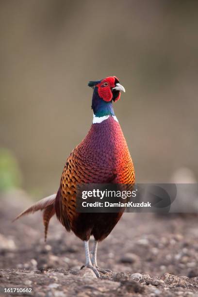 a close-up of a cock pheasant phasianus colchicus - pheasant stock pictures, royalty-free photos & images