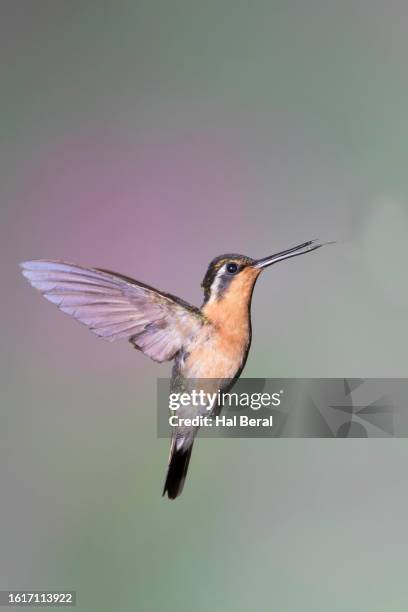 purple-throated mountain-gem female flying with tongue out - purple throated mountain gem stock pictures, royalty-free photos & images