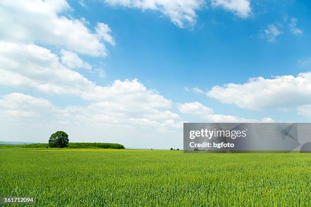 landschaft field - monokultur stock-fotos und bilder