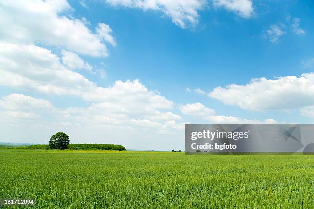 landscape field - monoculture stock pictures, royalty-free photos & images