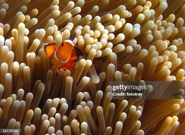 clownfish in coral garden - southeast asia tropical pristine water - sipadan stockfoto's en -beelden