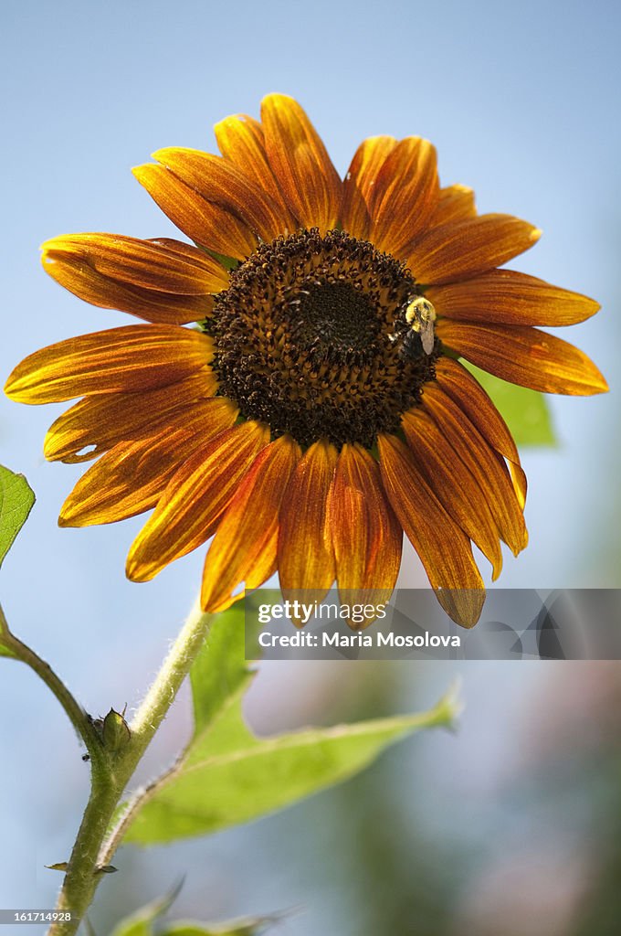 Bee Collecting Nectar on a Sunflower