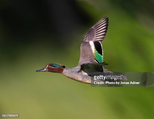 teal in swift flight - animal colour stock pictures, royalty-free photos & images
