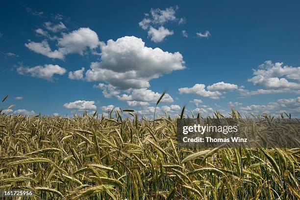 rye field and clouds - rye grain stock-fotos und bilder