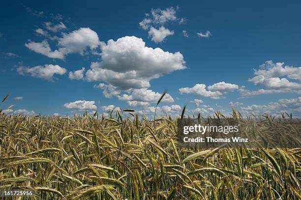 Tanaman Rye 13,447 Rye Plant Stock Photos, High-Res Pictures, and Images - Getty Images