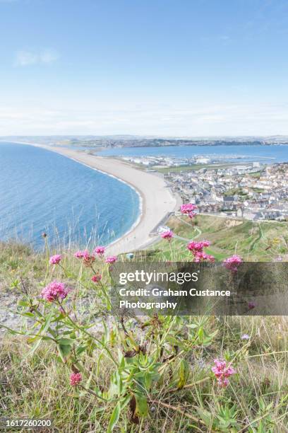 chesil beach - portland dorset stock pictures, royalty-free photos & images