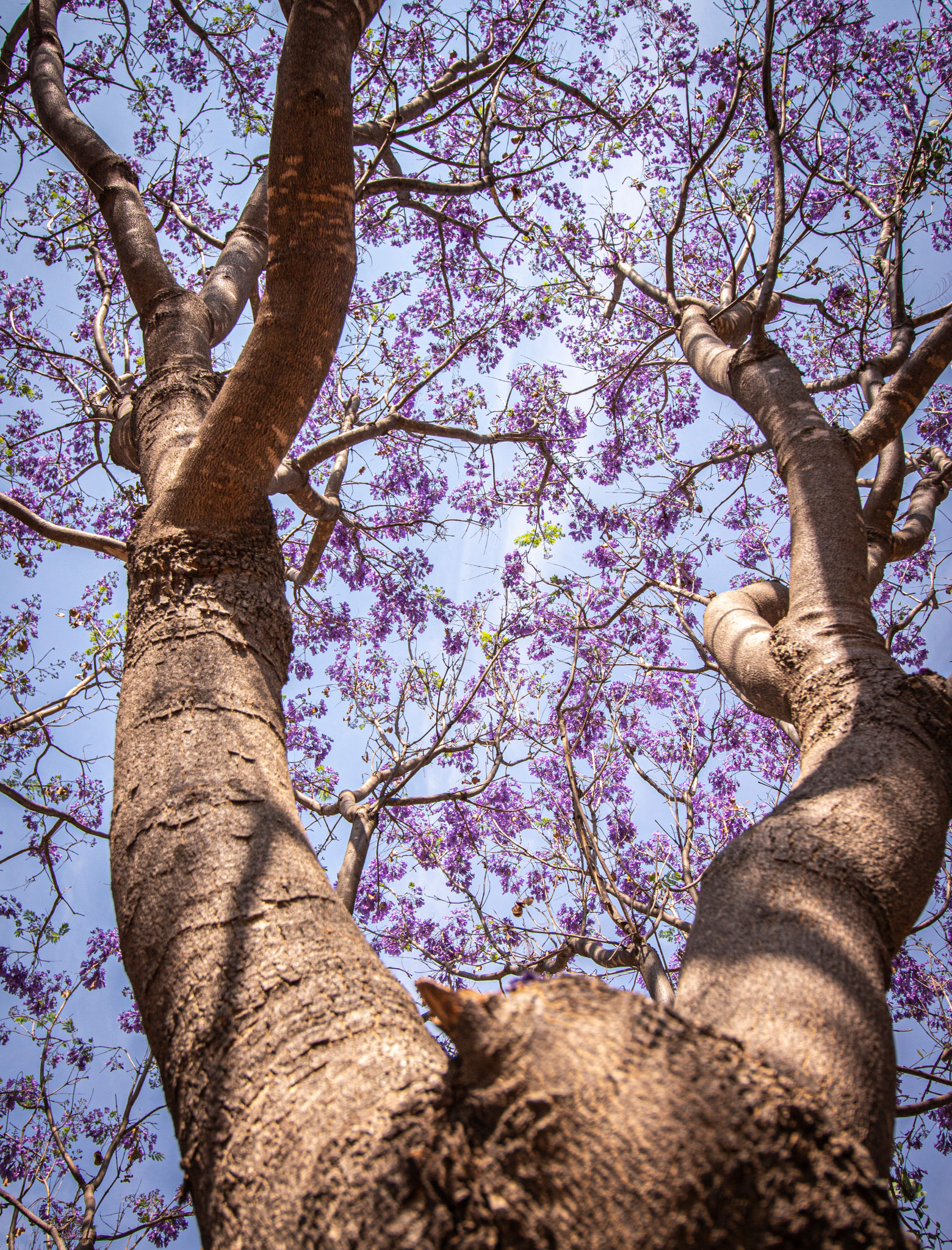 Jacaranda tree Jacaranda tree