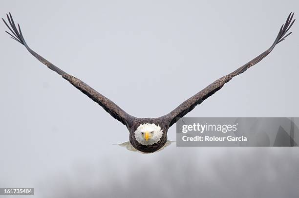 bald eagle - rolour garcia fotografías e imágenes de stock