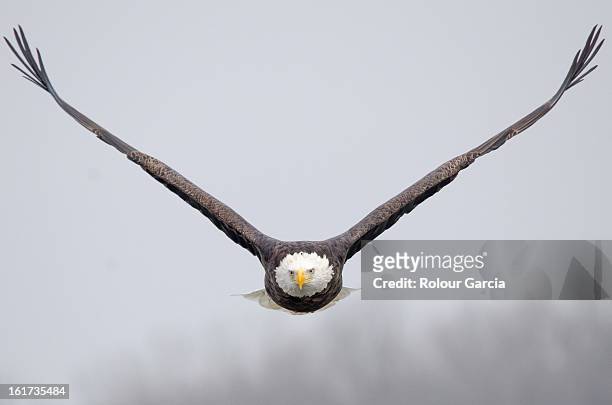 bald eagle - rolour garcia stock pictures, royalty-free photos & images