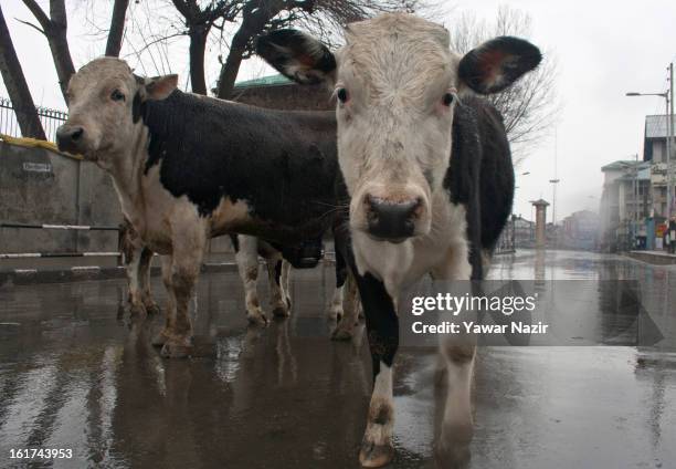 Stray cows walk on a road in the city centre during a strict curfew on the seventh consecutive day, imposed after the execution of alleged Indian...