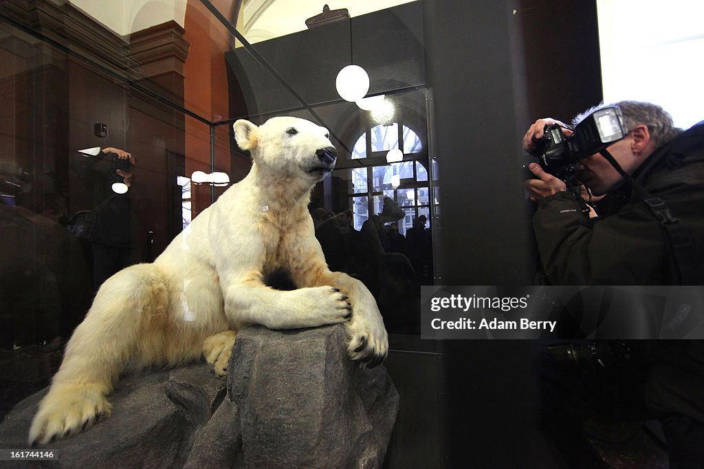 Model Of Knut The Polar Bear Goes On Display At Natural History Museum In Berlin